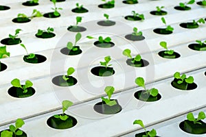 Hydroponics or Hydroculture is the method of growing plants in the nutrients that they need instead of soil