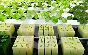 Hydroponics or Hydroculture is the method of growing plants in the nutrients that they need instead of soil