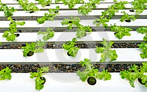 Hydroponics or Hydroculture is the method of growing plants in the nutrients that they need instead of soil