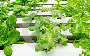 Hydroponics or Hydroculture is the method of growing plants in the nutrients that they need instead of soil