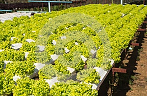 Hydroponics method of growing plants using mineral nutrient solutions