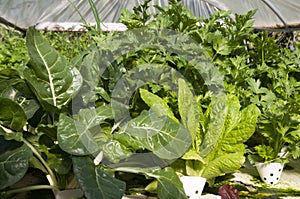 Hydroponics organic celery growing