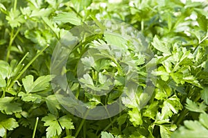 Hydroponics organic celery growing