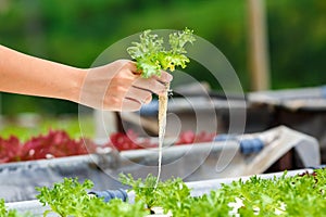 Hydroponics,Organic fresh harvested vegetables.