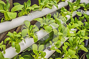 Hydroponics,Organic fresh harvested vegetables,Farmers looking fresh vegetables. Farmers working with organic hydroponic