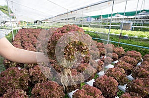 Hydroponics,Organic fresh harvested vegetables,Farmers looking fresh vegetables. Farmers working with organic hydroponic