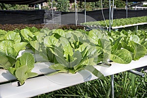 Hydroponics,Organic fresh harvested vegetables,Farmers looking fresh vegetables. Farmers working with organic hydroponic