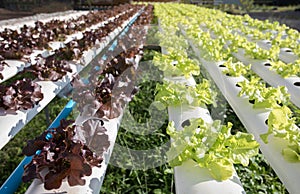 Hydroponics,Organic fresh harvested vegetables,Farmers looking fresh vegetables. Farmers working with organic hydroponic