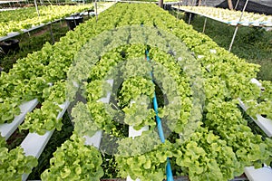 Hydroponics,Organic fresh harvested vegetables,Farmers looking fresh vegetables. Farmers working with organic hydroponic