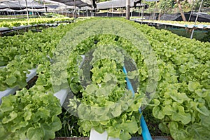 Hydroponics,Organic fresh harvested vegetables,Farmers looking fresh vegetables. Farmers working with organic hydroponic