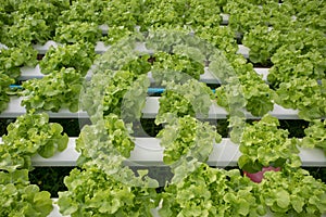 Hydroponics,Organic fresh harvested vegetables,Farmers looking fresh vegetables. Farmers working with organic hydroponic