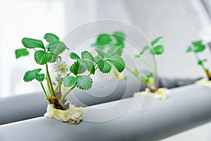 Hydroponics row in plantation. The hydroponics strawberry . Farm, technology concept