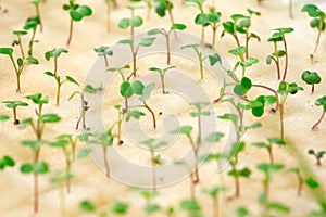 Hydroponics sprouting