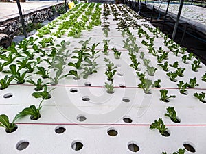 Hydroponics is a subset of hydroculture and is a method of grow