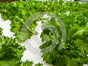 Hydroponics is a subset of hydroculture and is a method of grow