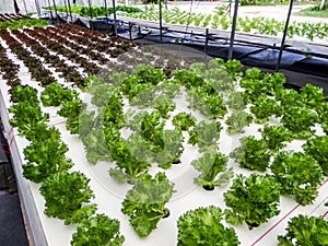 Hydroponics is a subset of hydroculture and is a method of grow