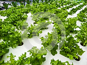 Hydroponics is a subset of hydroculture and is a method of grow