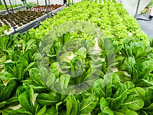 Hydroponics is a subset of hydroculture and is a method of grow photo
