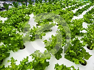Hydroponics is a subset of hydroculture and is a method of grow photo