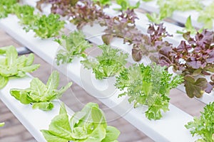 Hydroponics system greenhouse and organic vegetables salad in farm for health, food and agriculture concept design photo