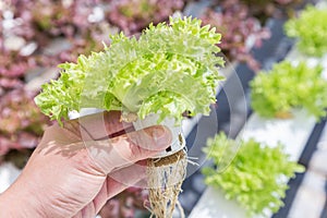 Hydroponics system greenhouse and organic vegetables salad in hydroponics farm.