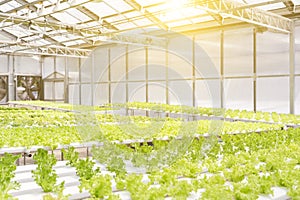 Hydroponics system greenhouse and organic vegetables salad in hydroponics farm for health, food and agriculture concept design