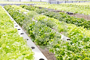 Hydroponics system greenhouse and organic vegetables salad in hydroponics farm for health, food and agriculture concept design