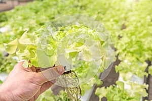 Hydroponics system greenhouse and organic vegetables salad in hydroponics farm for health, food and agriculture concept design