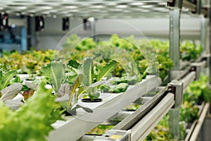 Hydroponics System growing vegetables, Salad in a garden in Ukraine.