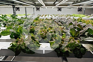 Hydroponics System growing vegetables, Salad in a garden in Ukraine.