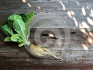 Hydroponics Systems; Organic Cos Romaine Lettuce on the wooden table with natural light.