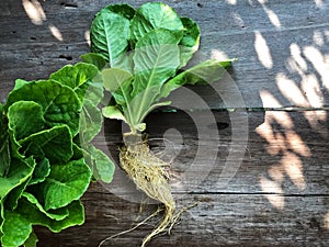 Hydroponics Systems; Organic Cos Romaine Lettuce on the wooden table with natural light.