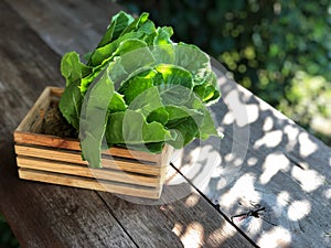 Hydroponics Systems; Organic Cos Romaine Lettuce on the wooden table with natural light.