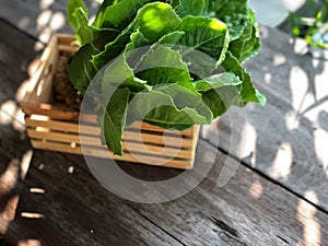 Hydroponics Systems; Organic Cos Romaine Lettuce on the wooden table with natural light.