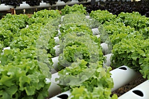 Hydroponics vegetable