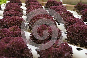 Hydroponics vegetable photo