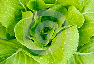 Hydroponics vegetable