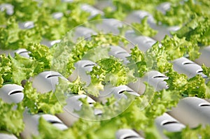 Hydroponics vegetable