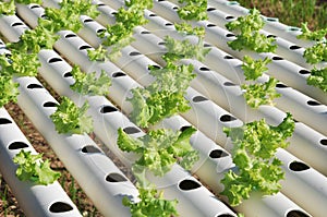 Hydroponics vegetable