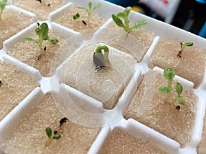 Hydroponics vegetable