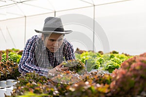Hydroponics Vegetable Concepts Asian young man inspecting and picking fresh lettuce On the farm, see the harvesting process