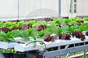 Hydroponics vegetable