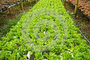 Hydroponics vegetable farm for healthy