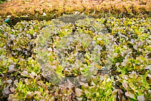 Hydroponics vegetable farm for healthy