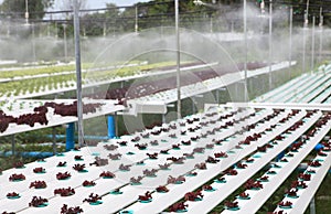hydroponics vegetable in green house