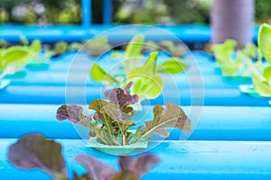 Hydroponics vegetable salad