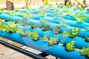 Hydroponics vegetable salad