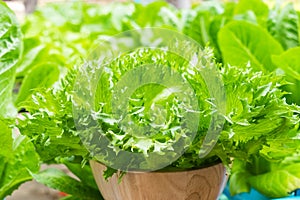 Hydroponics vegetable salad