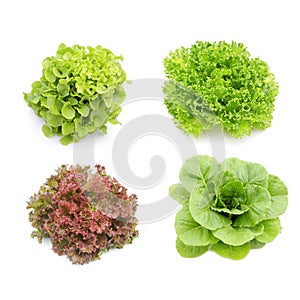 Hydroponics vegetables collection