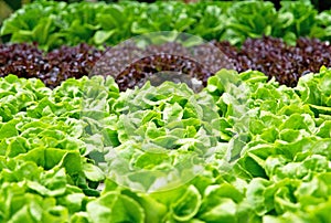 Hydroponics vegetables farm for healthy food.